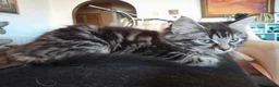 Mixed Breed cats for sale: 4 attractive Turkish Angora/Maine Coon kittens in Newquay - Advert 6