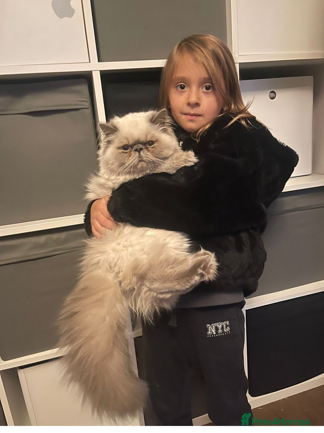Persian cats for sale: Color point Persian kittens - Image 8