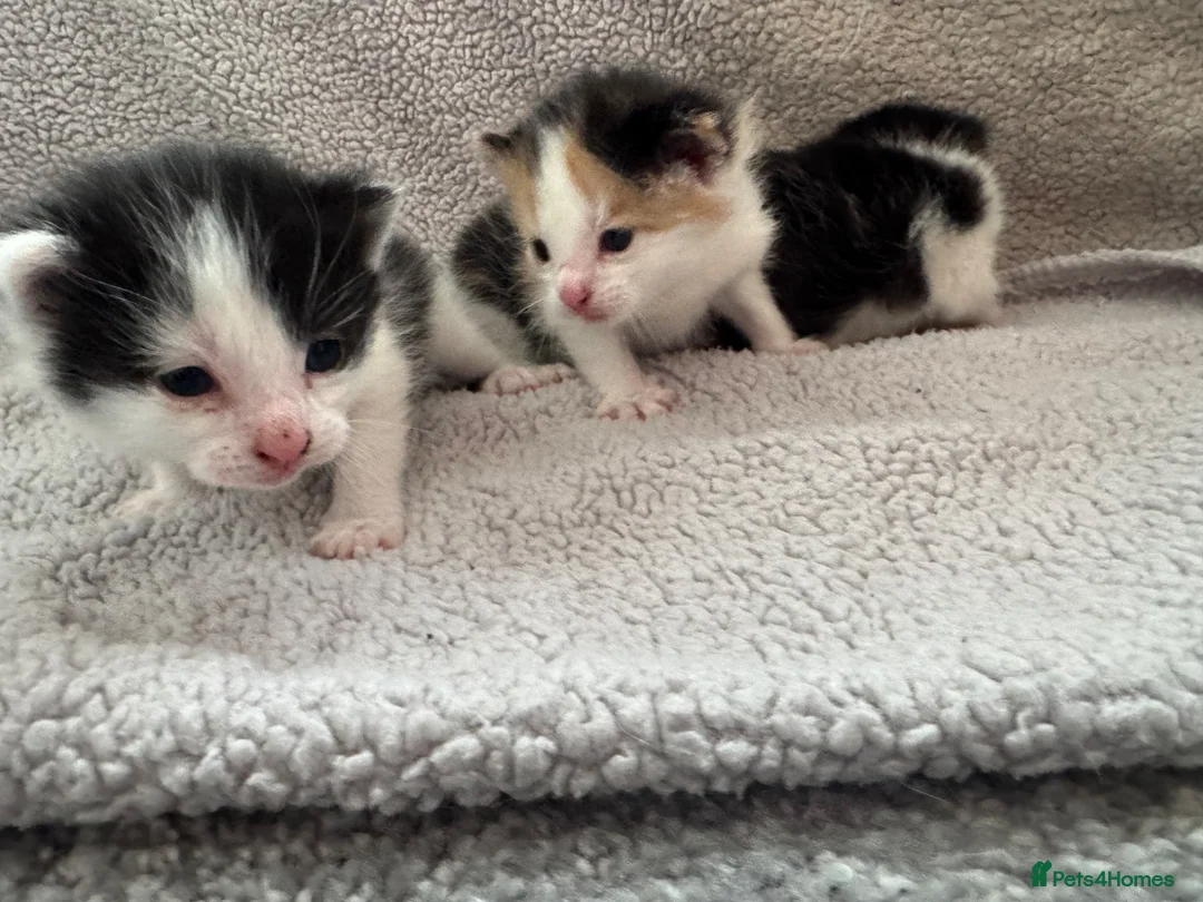 British Longhair cats for sale: Kittens  in Haltwhistle - Advert 1
