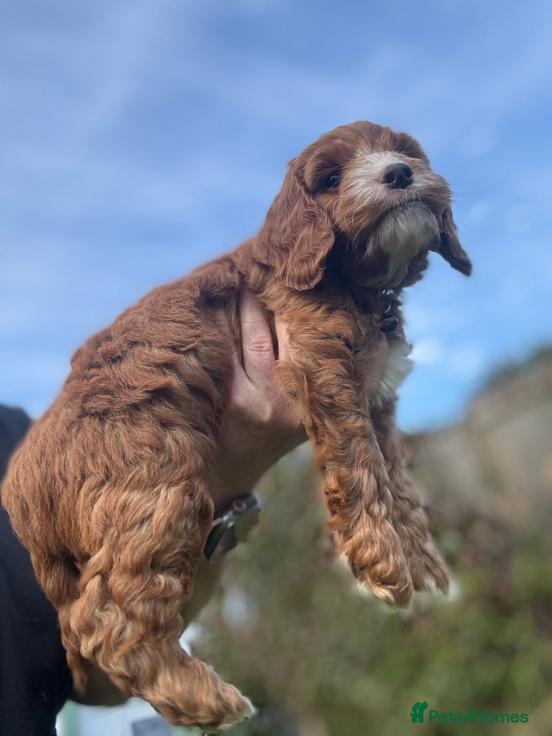 Cockapoo dogs for sale: F1 Fox Red Cockapoo boys (ready now) - Image 7