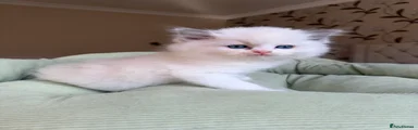 Ragdoll 6