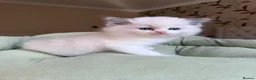 Ragdoll cats for sale: Beautiful TICA Kittens  - Advert 3