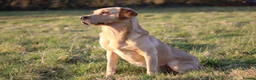 Labrador Retriever dogs for stud: Extensively Health Tested Yellow Labrador Stud in Totnes - Advert 13