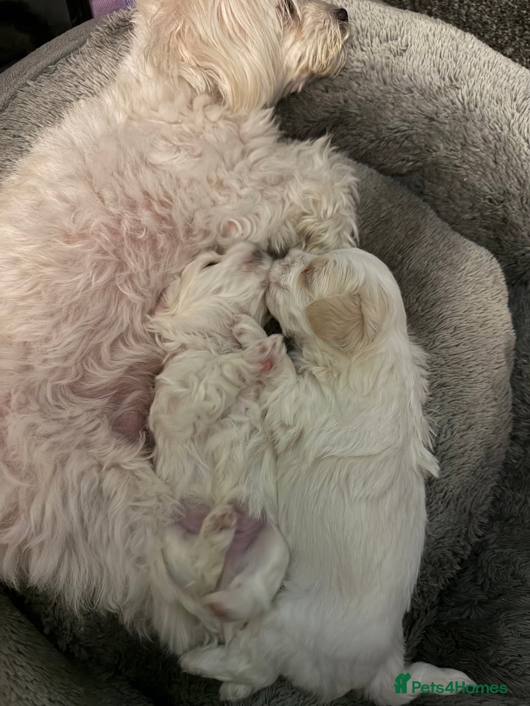 Bichon Frise dogs for sale: Bichon puppies  - Image 5