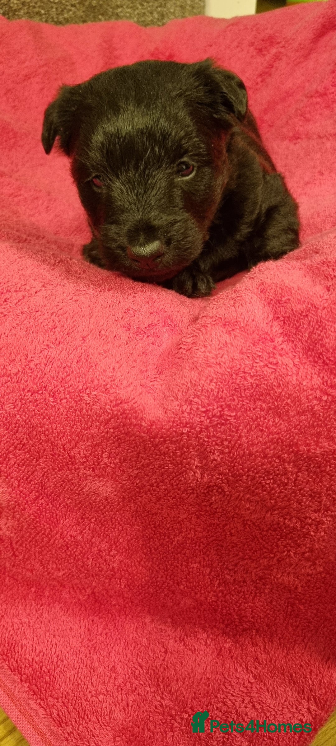 Scottish Terrier dogs for sale: puppies for sale - Advert 8