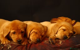 Labrador Retriever dogs for sale: Beautiful Fox Red Labrador Puppies - Image 12