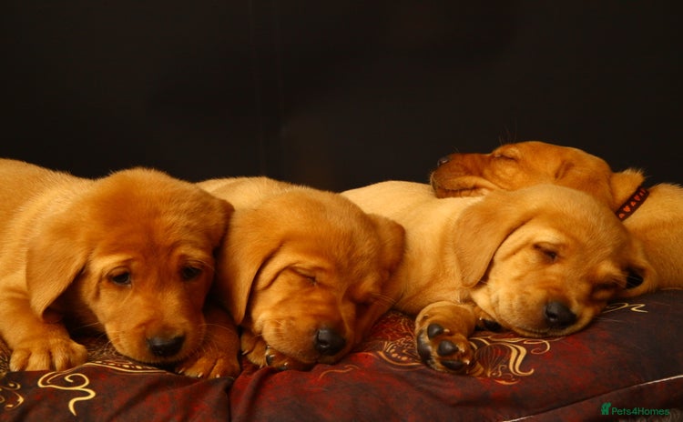 Labrador Retriever dogs - Advert 3