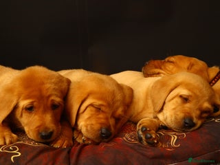 Labrador Retriever dogs - Advert 2