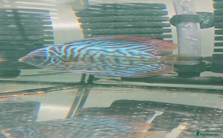 Discus fish - Advert 1