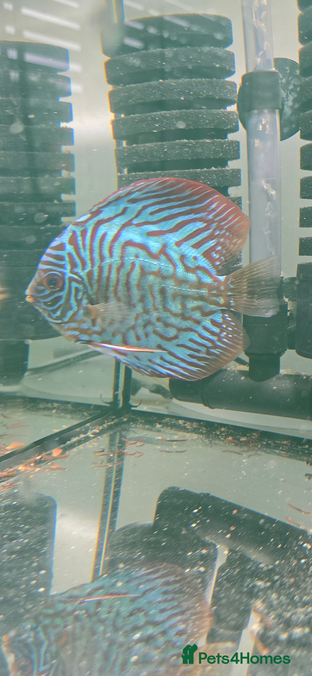 Discus fish for sale: Discus - Image 1