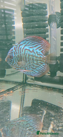 Discus fish - Advert 15