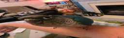 Conures birds for sale: Handreared Tame Conures - Advert 7