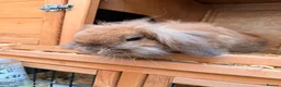 Lionhead rabbits for sale: Lop eared rabbit & lion head rabbit in Saint Helens - Advert 6