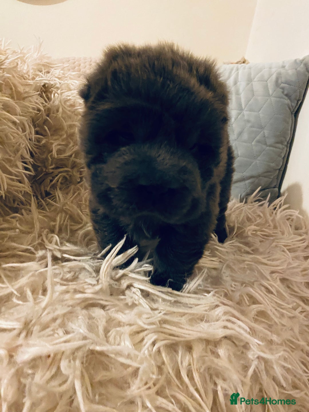 Shar Pei dogs for sale: Bear coat shar pei blue girl  - Advert 9