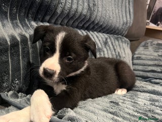 Border Collie dogs Sheep dog pupps for sale - Advert 14