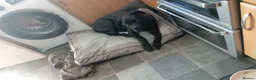 Cane Corso dogs for sale: Male cane Corso - Advert 7