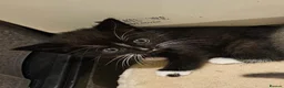 Domestic Shorthair cats for adoption: Bonded Rescue Kittens Looking for a Forever Home - Advert 3