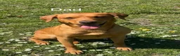 Labrador Retriever dogs for sale: Beautiful KC Red Labrador Puppies - Advert 19