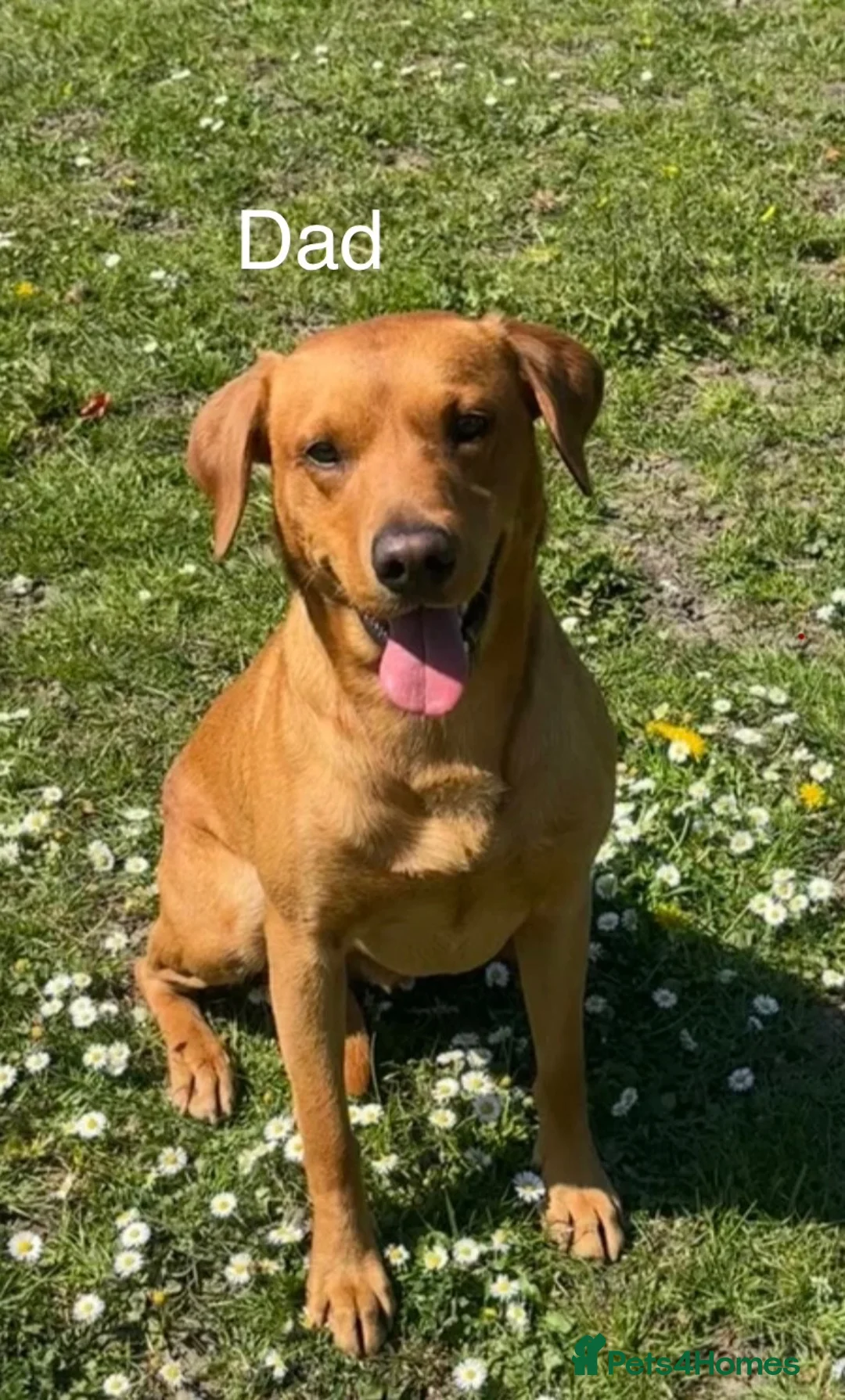 Labrador Retriever dogs for sale: Beautiful KC Red Labrador Puppies - Advert 19