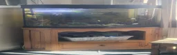 Corys fish for sale: Corner fish tank Tropical  - Advert 1