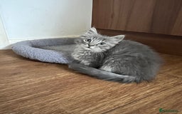 Mixed Breed cats for sale: 3 beautiful female tabby kittens  - Image 4