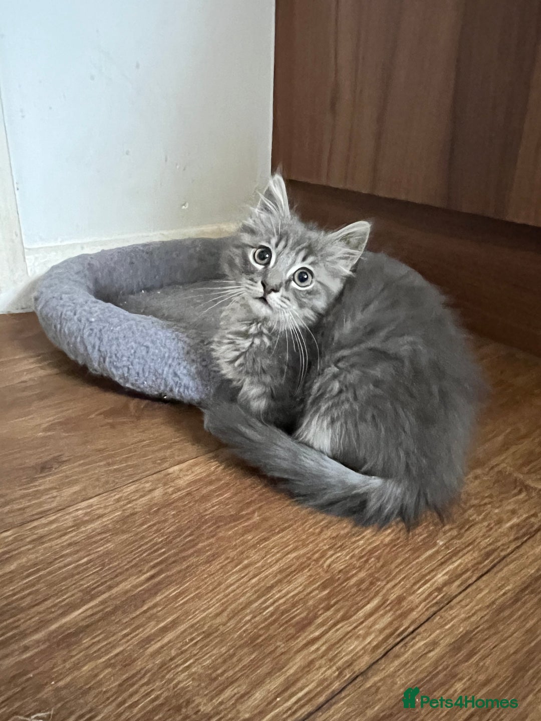 Mixed Breed cats for sale: 3 beautiful female tabby kittens  - Image 4