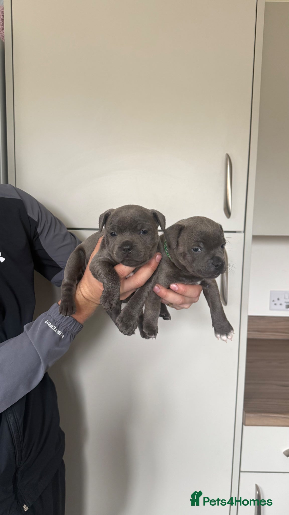 Staffordshire Bull Terrier dogs KC REGISTERED PURE STAFFORDSHIRE BULLTERRIER - Advert 9