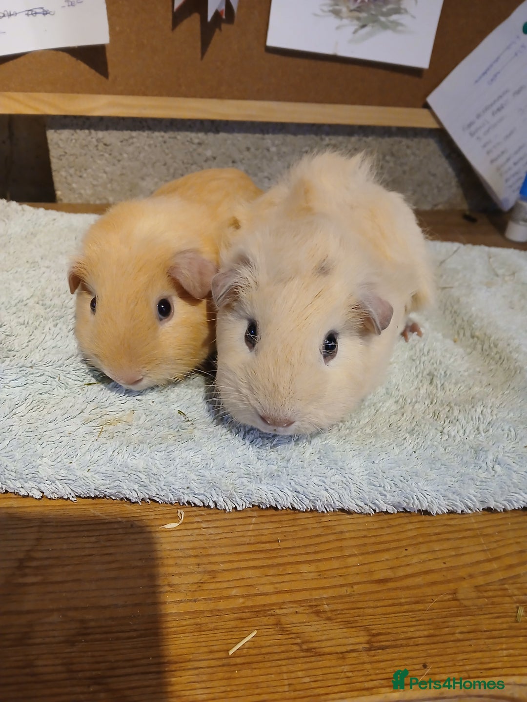 Guinea Pig rodents for sale: 2 male guinea pigs - Advert 3
