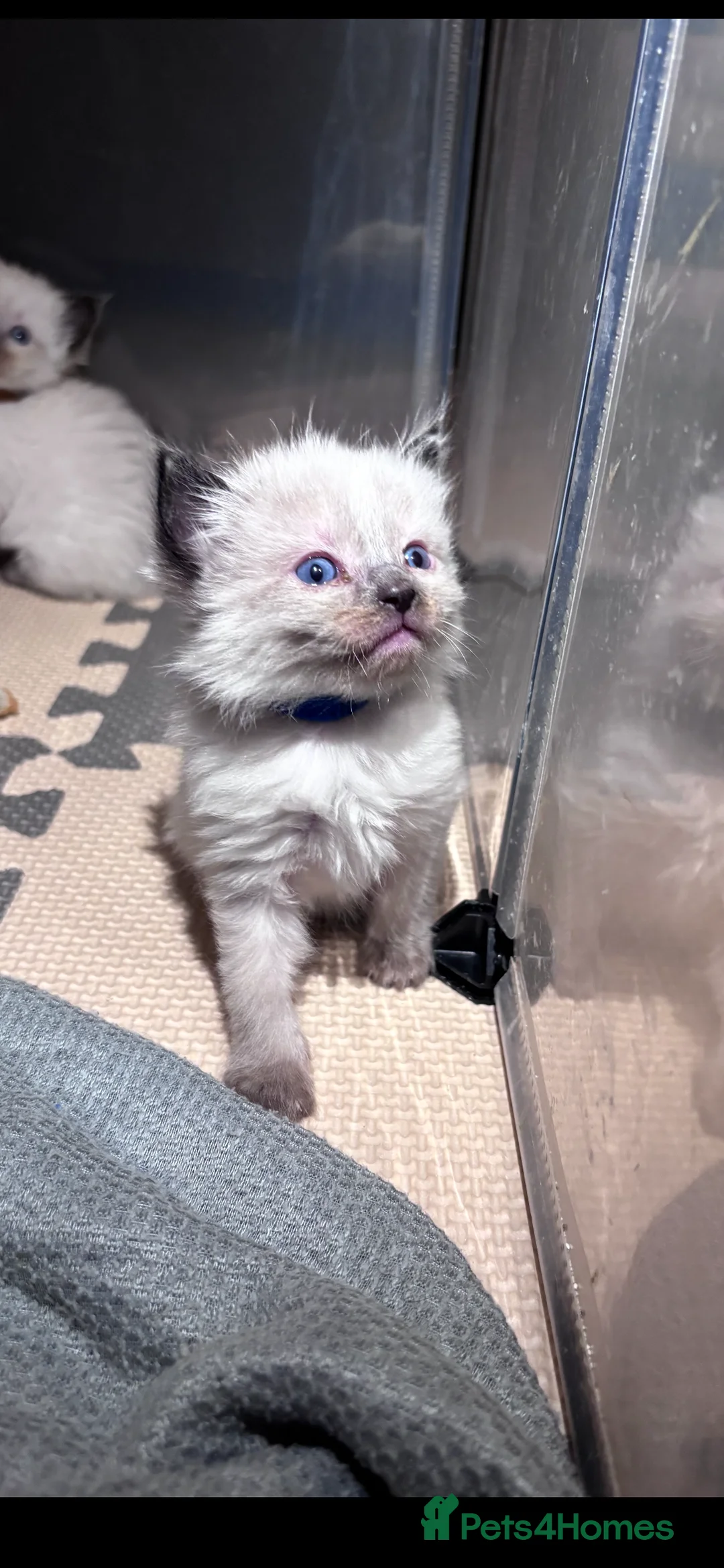 Ragdoll cats for sale: Beautiful fluffy ragdoll babies x - Advert 12