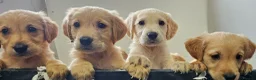 Golden Retriever dogs for sale: Golden retriever puppies in Seaham - Advert 10
