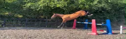 KWPN horses for sale: 17.1hh KWPN 4-Year-Old Mare in Epping - Advert 2