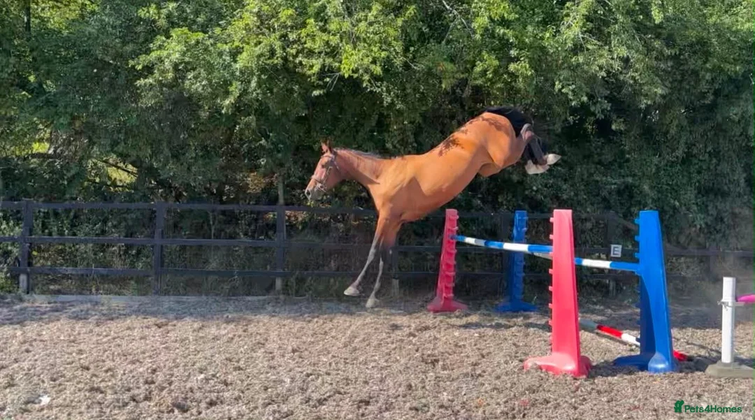 KWPN horses for sale: 17.1hh KWPN 4-Year-Old Mare in Epping - Advert 2