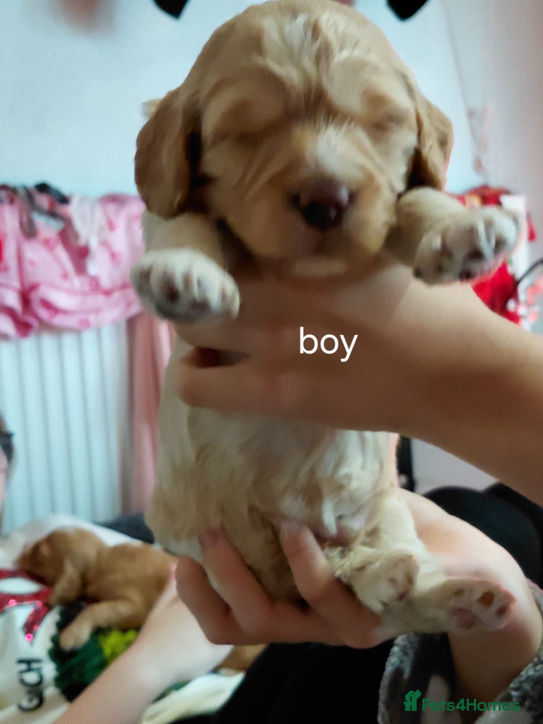 Mixed Breed dogs for sale: Sprockerpoos - Advert 10