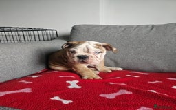 Olde English Bulldogge dogs for sale: English bulldog - Image 5