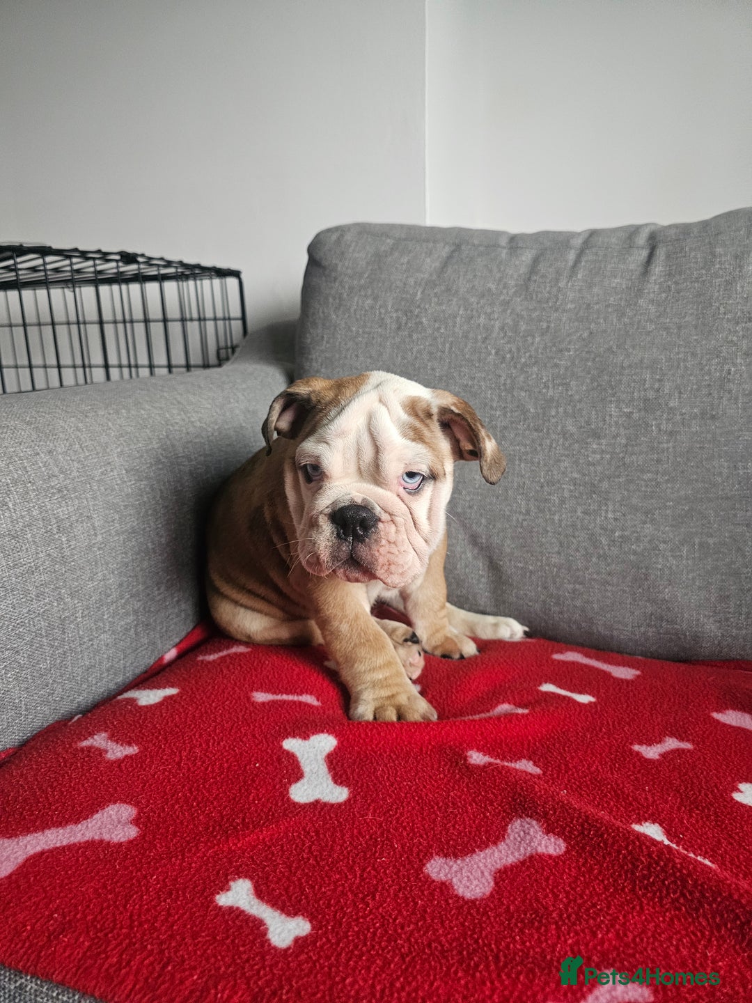 Olde English Bulldogge dogs for sale: English bulldog - Image 5