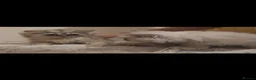 Persian cats for sale: 2 Beautiful Persian Chinchilla kittens for sale - Advert 5