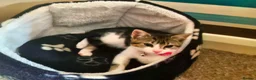 Mixed Breed cats for sale: Adorable tabby girl needs loving home in Newark - Advert 7