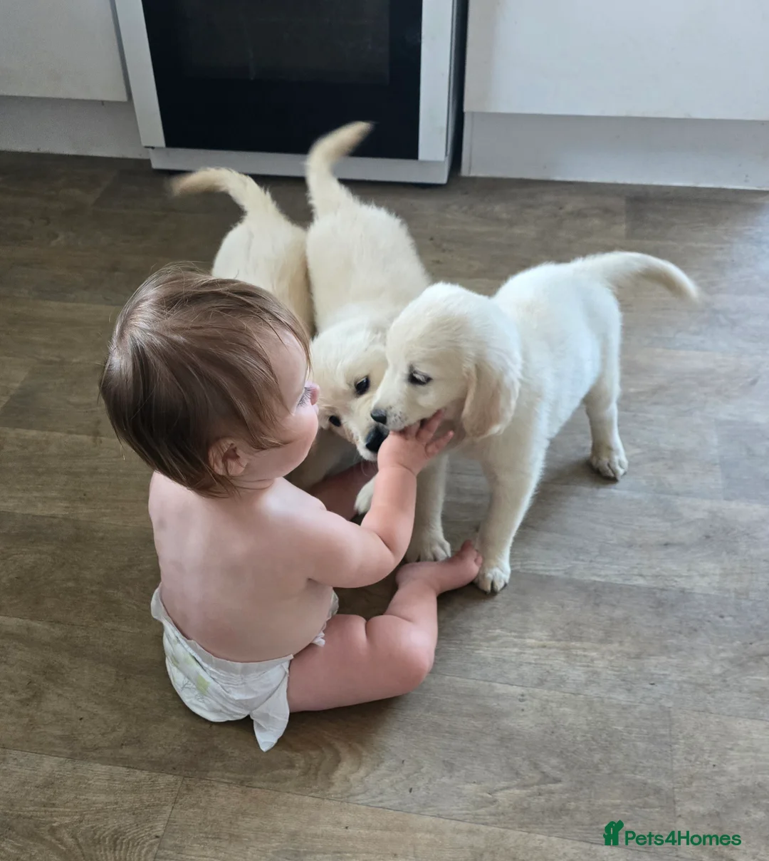 Golden Retriever dogs for sale: Amber is pregnant! - Advert 7