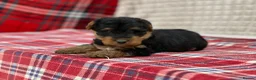 Welsh Terrier dogs for sale: BEAUTIFUL WELSH TERRIER PUPPIES  - Advert 6