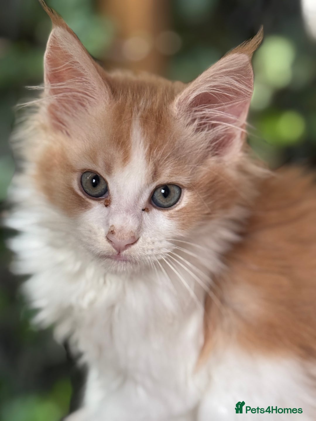 Maine Coon cats for sale: Gorgeous Pedigree Maine Coon Shaded Line Males - Image 4