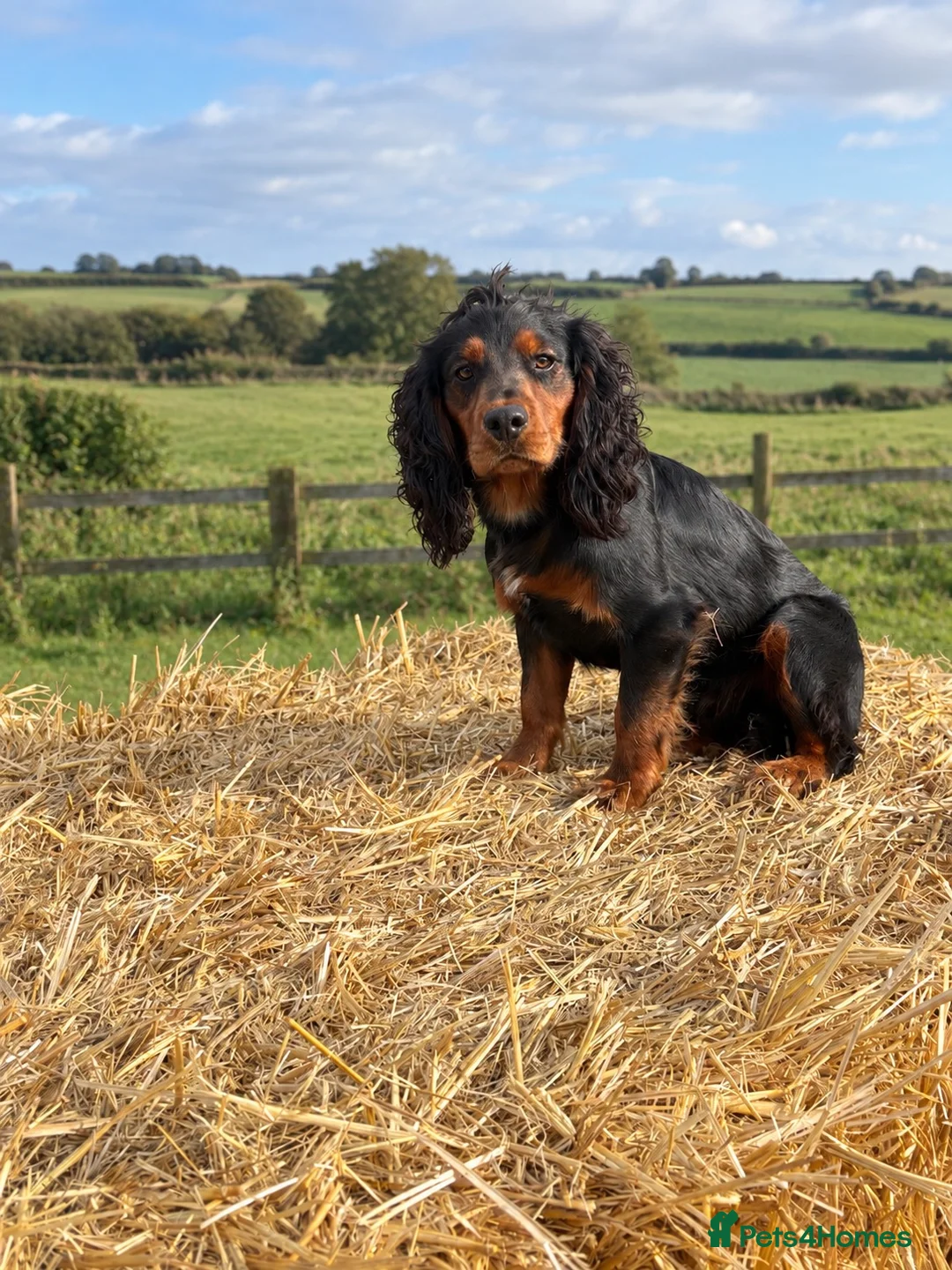 Cocker Spaniel dogs for stud: Working Cocker spaniel  - Advert 1