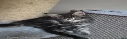 Maine Coon cats for sale: Licensed breeder-maine coon  - Advert 9