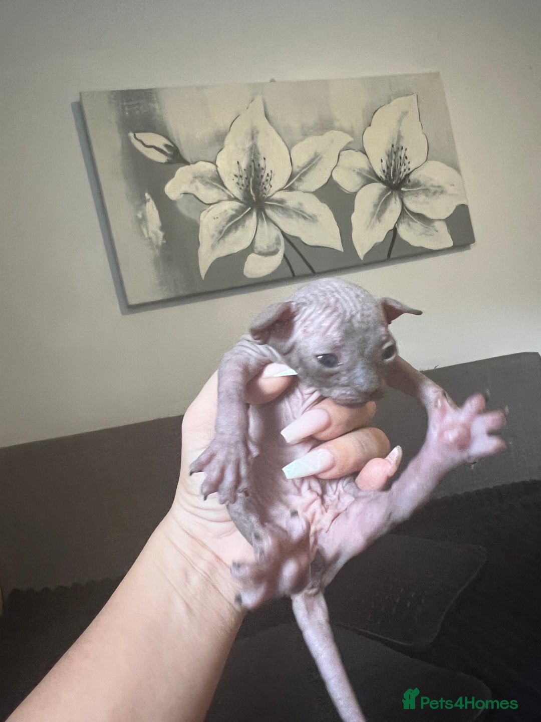 Sphynx cats for sale: Sphynk - Image 13