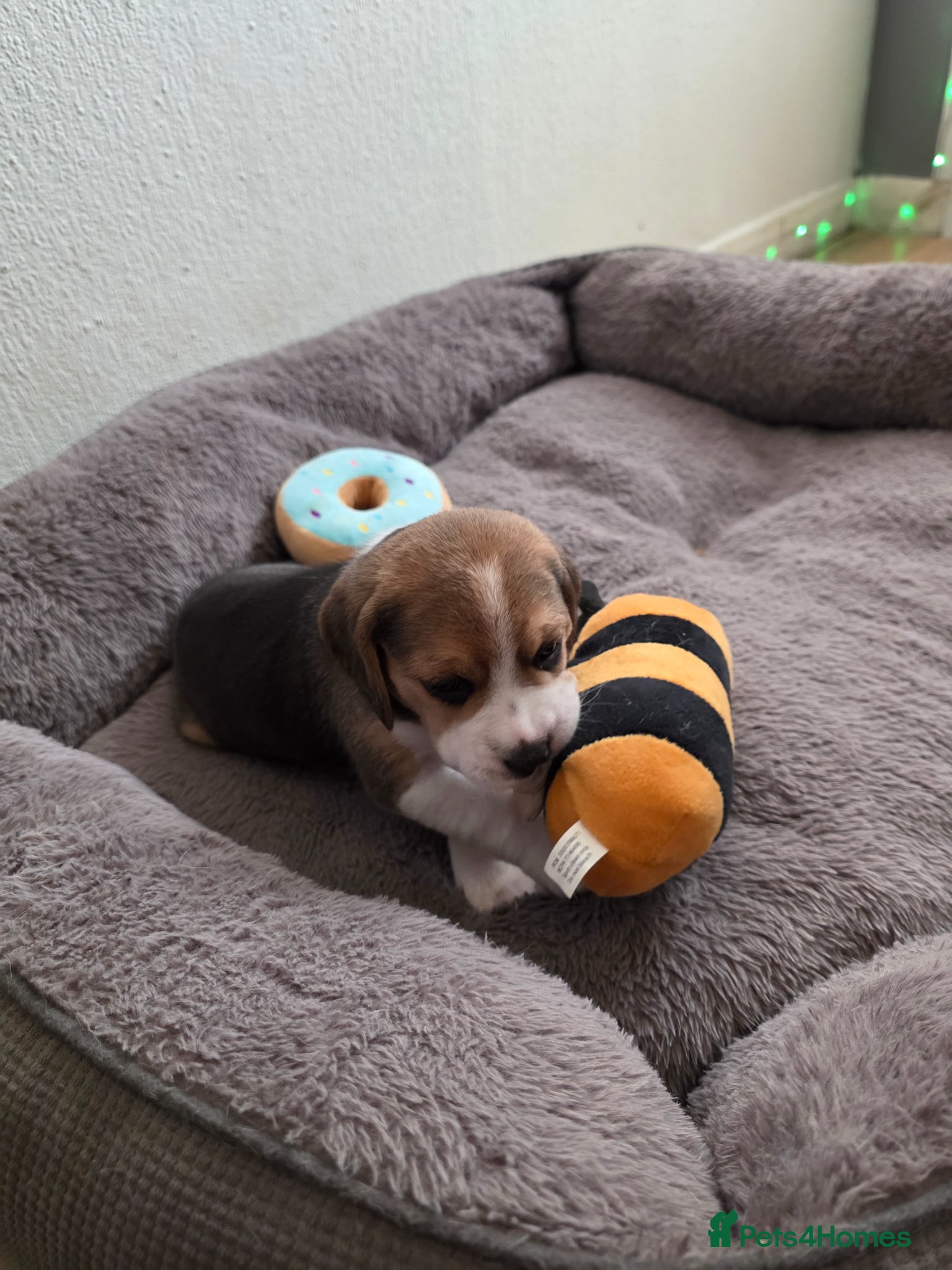 Beagle dogs for sale: Beagle puppies ready for love!! - Advert 17