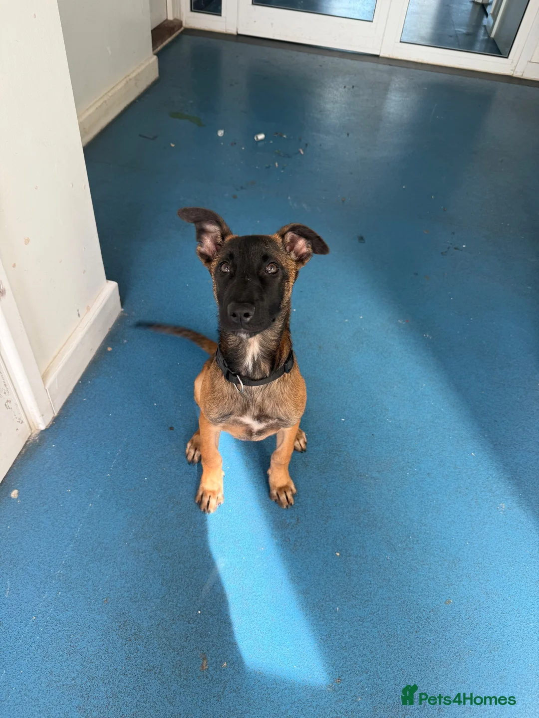 Mixed Breed dogs for sale: Bull herder for sale  in London - Advert 3