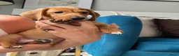 Miniature Dachshund dogs for sale: Well-Socialised Puppy – Ready for His Forever Home - Advert 2
