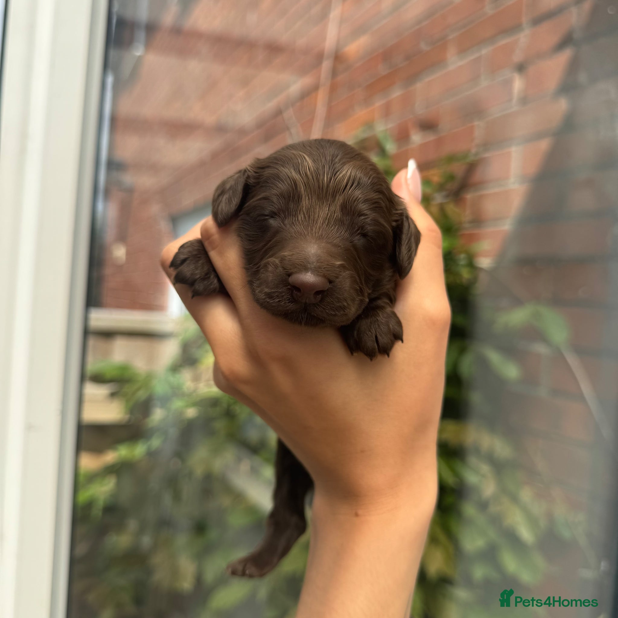 Mixed Breed Puppy 3
