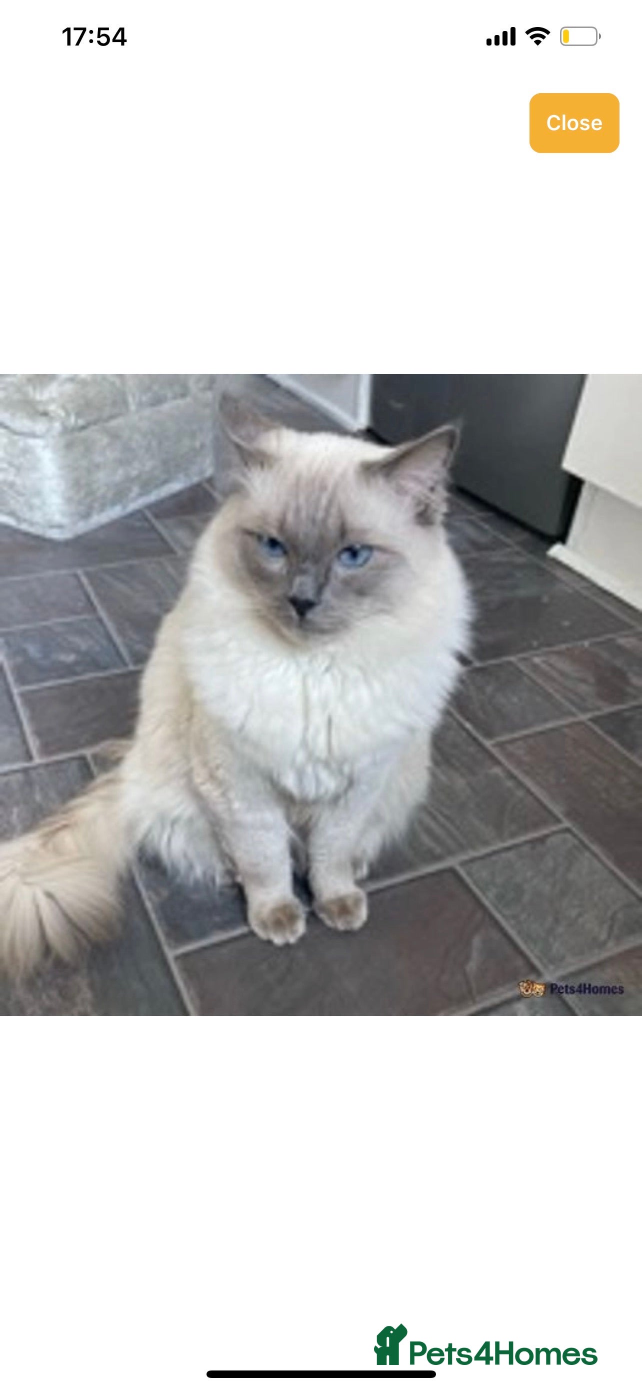 Ragdoll cats ACTIVE BLUE POINT LARGE STUD RAGDOLL in Batley - Advert 13