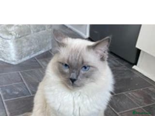 Ragdoll cats ACTIVE BLUE POINT LARGE STUD RAGDOLL in Batley - Advert 21
