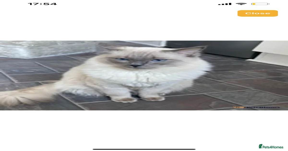 ACTIVE BLUE POINT LARGE STUD RAGDOLL for stud in Batley | Pets4Homes